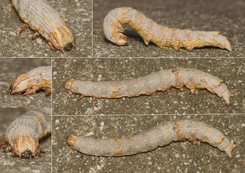 Réf. 218 616 : Ophiusa tirhaca